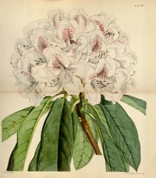 Rododendro × russelianum &39;Clivianum&39;